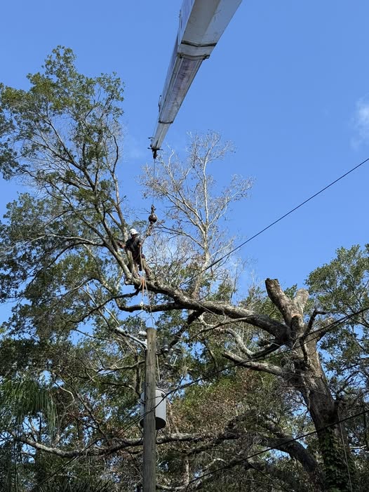 Tree service professional working on a large tree with a crane in a residential area, showcasing tree care and maintenance services.
